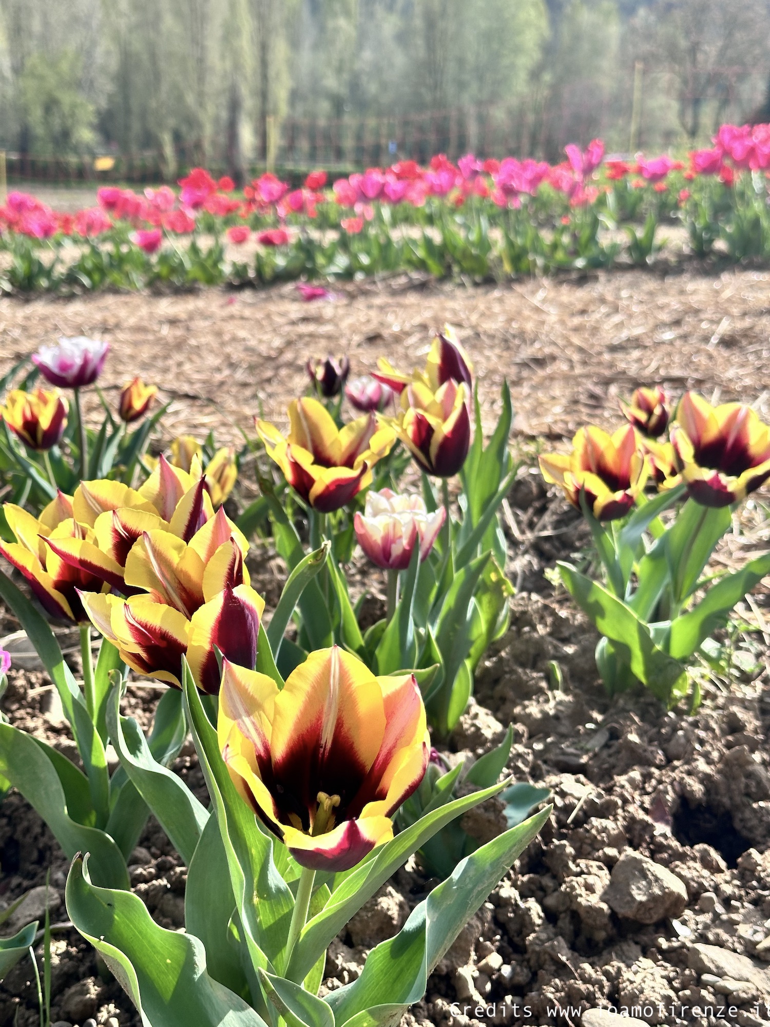 campo di tulipani in toscana